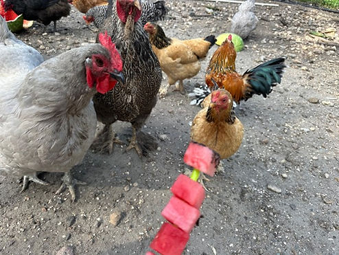 Chickens eating frozen watermelon kabobs