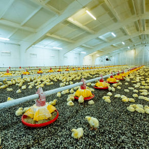 Best Practices for Poultry Litter Management 
