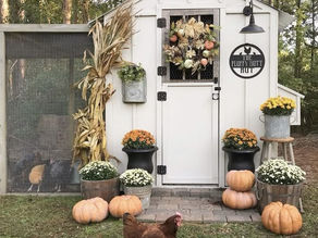 How to Get Your Chicken Run Ready for Fall
