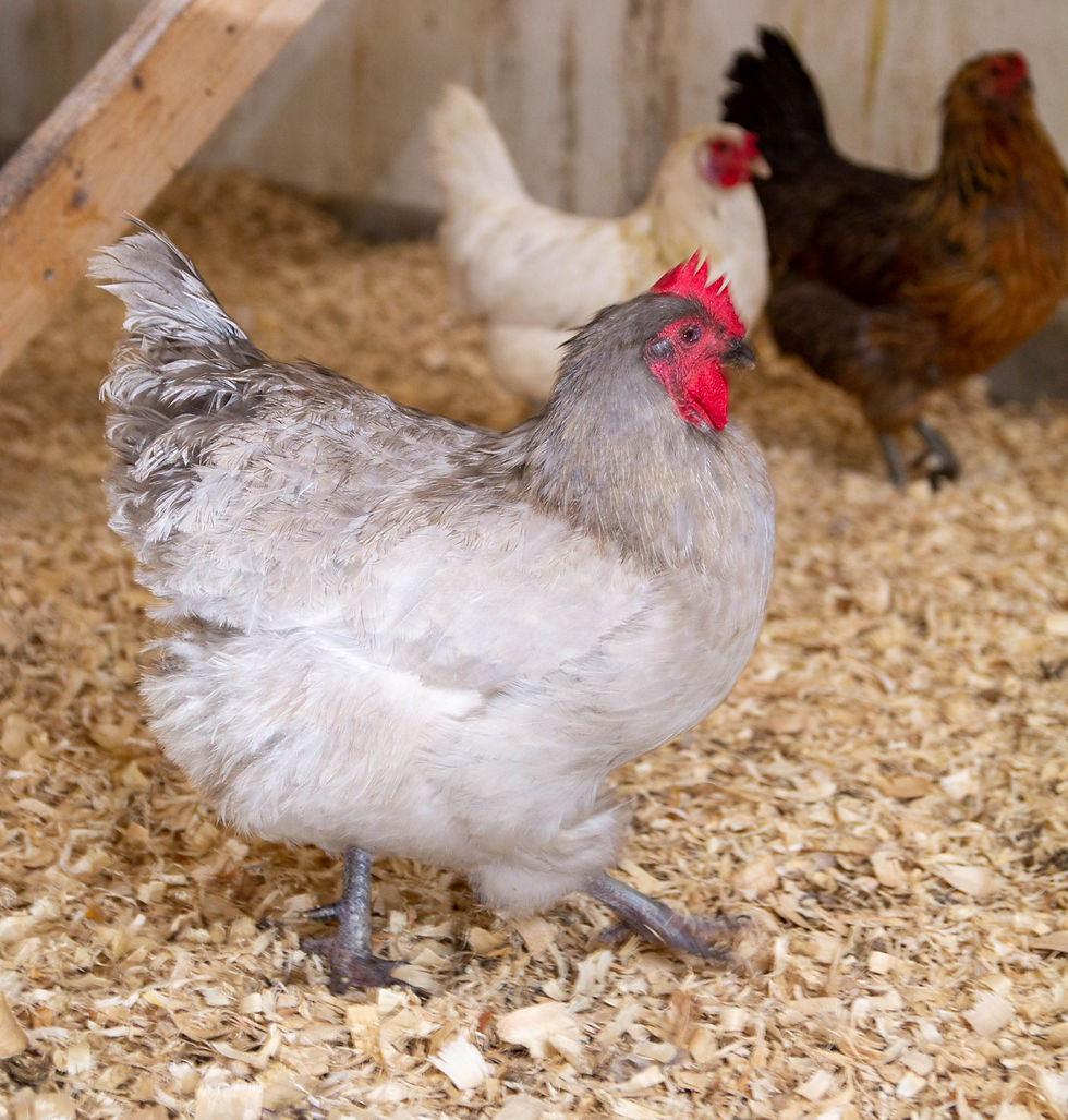 mature chicken