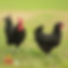 Black Australorp hen and rooster