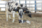 dairy cow with her new baby calf