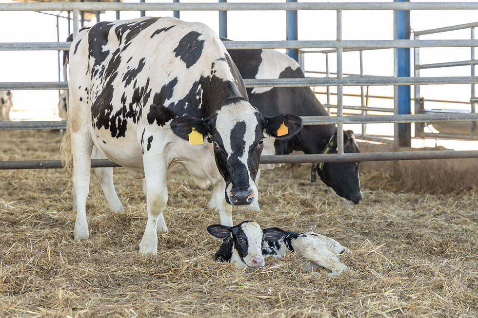 dairy cow with her new baby calf