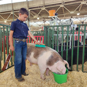 Understanding Electrolytes for Show Day Success 