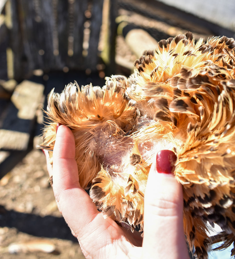 frizzle chicken molting on her neck. a hand is spreading her feathers for a closer look at the new feathers growing in