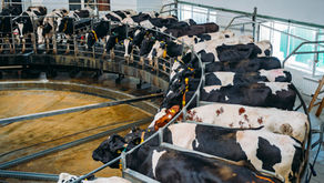 Mastitis in Dairy Cows and Heifers: How to Manage Risk Before Production Loss