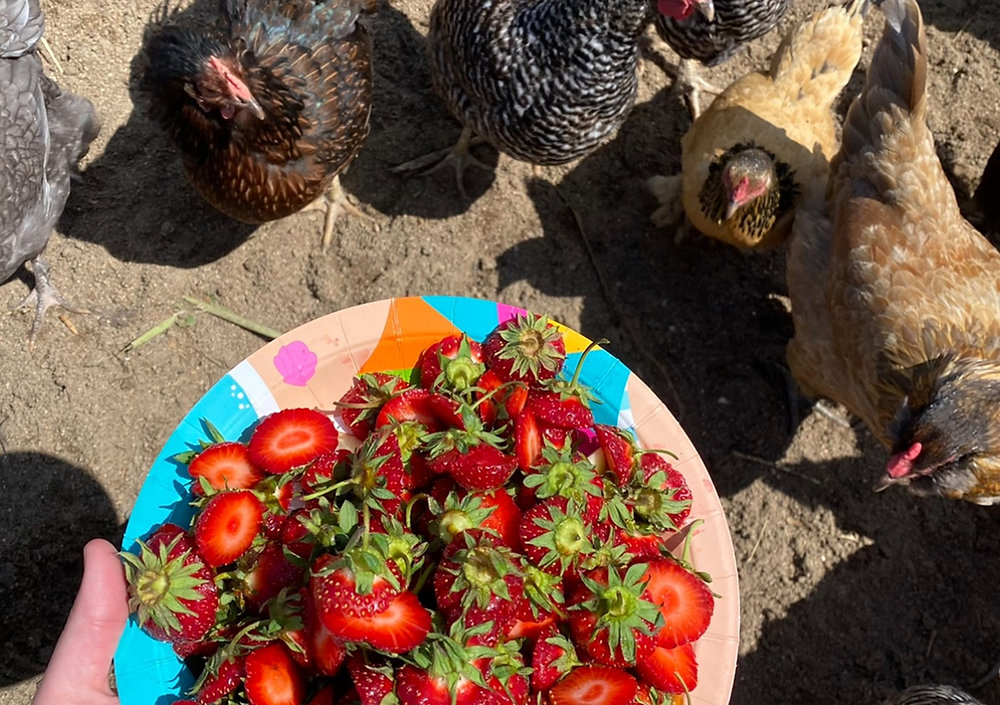 What Fruits Can Chickens Eat?