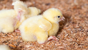 Understanding Poultry Gut Health from Hatch to Market
