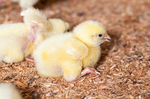 Understanding Poultry Gut Health from Hatch to Market
