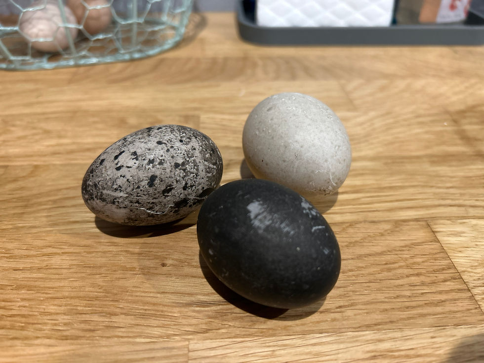 Cayuga duck black egg, spotted egg and grey egg