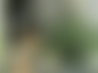 Is it Safe to Put a Christmas Tree in My Chicken Coop?