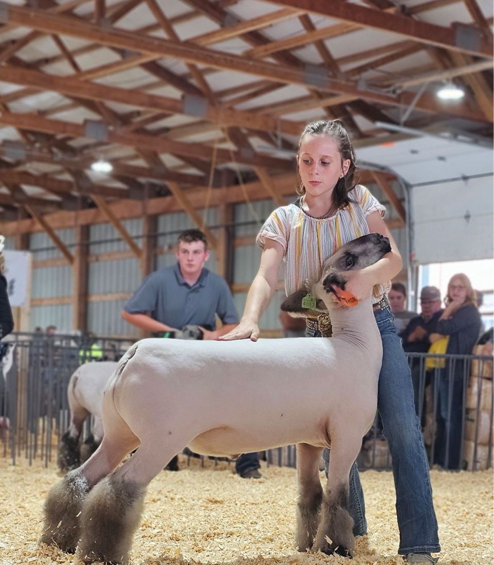 girl setting up her show sheep for the judge