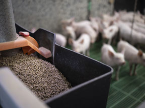 How Mill Capabilities Can Impact Your Nutritional Plan