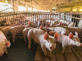 Building a Nutrition Plan for Your Hog Genetics