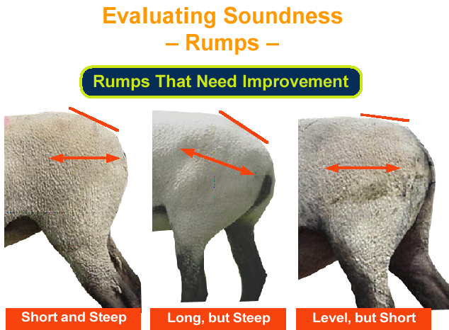 Characteristics for Selecting a Winning Show Sheep