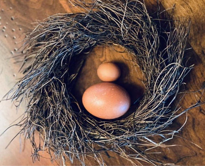 fair egg compared to a real egg