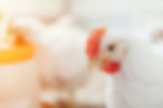 broiler chicken close up