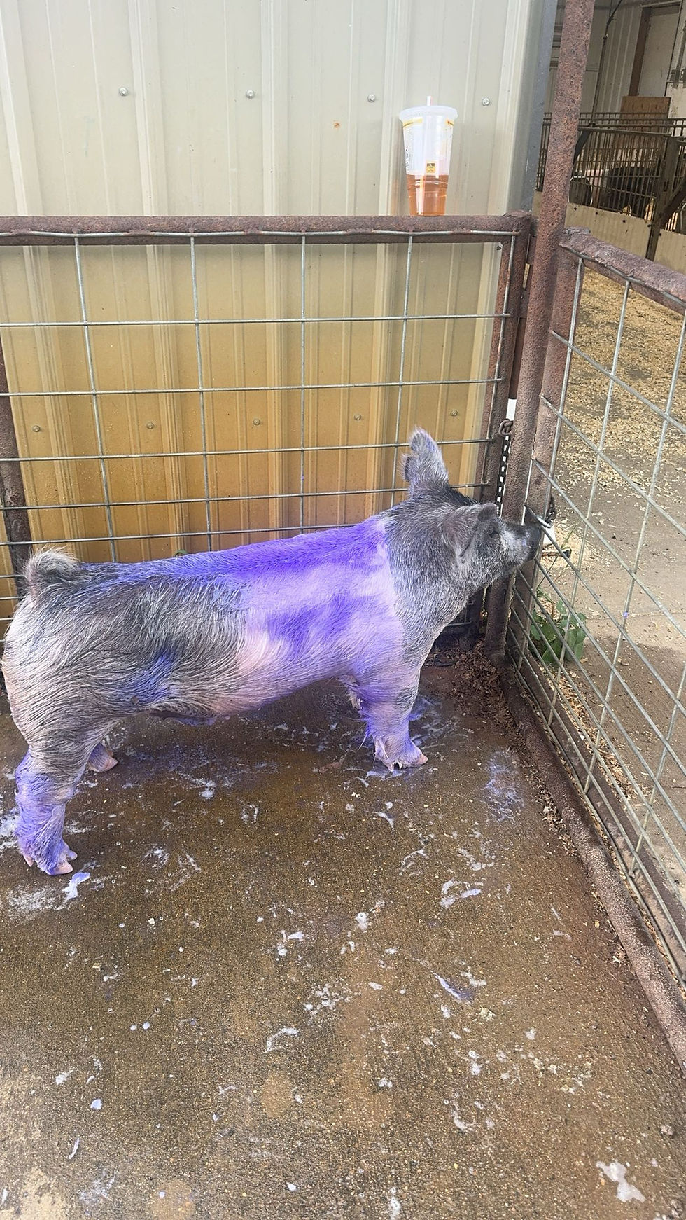 washing and conditioning a show pig before a show. 