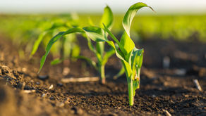 Connecting the Dots from Crop Nutrition to Yield