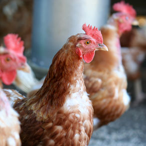 Keeping Your Layer Chickens Healthy: 3 Essential Factors for Disease Prevention 