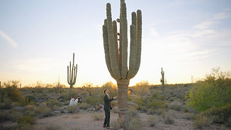cactus.jpg