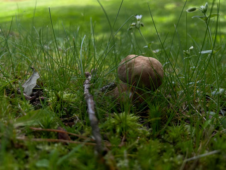 Tiny Boletus mushroom surrounded by grass and moss, photographed from ground level.