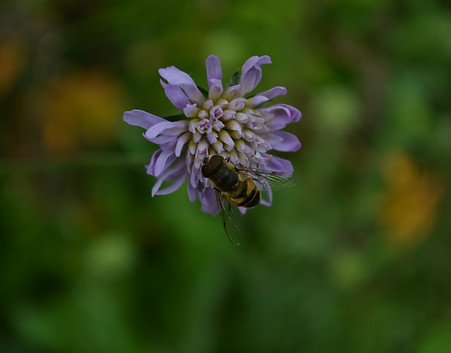 DSC_0003.JPG