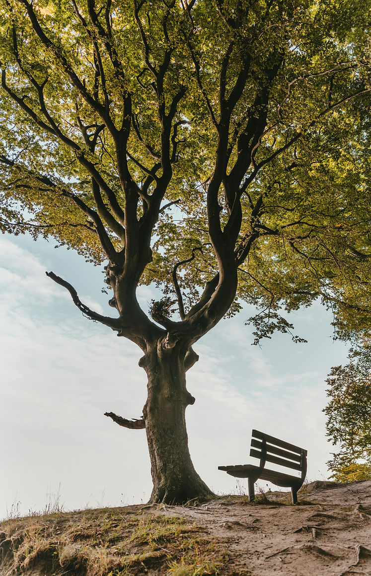 pexels-felixmittermeier-1459497.jpg