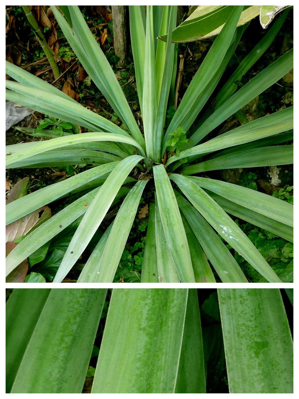 Furcraea Bedinghansii