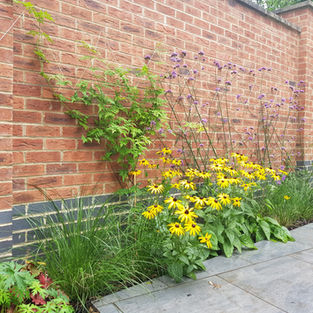 Rudbeckia and Verbena bonariensis growing against a red brick wall in a Cheltenham garden