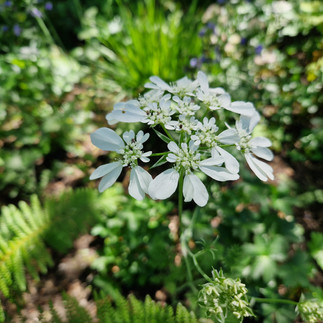 Close up of a white laceflower