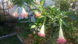 angel trumpet