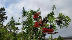 bottle brush butterflies