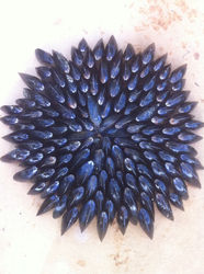 eglade de moules au soul marin