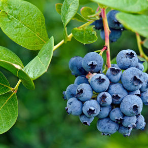 Wild Blueberries Growing on a Bush