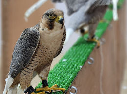 卡塔爾特集:國鳥獵鷹 異域狩獵撒手鐧