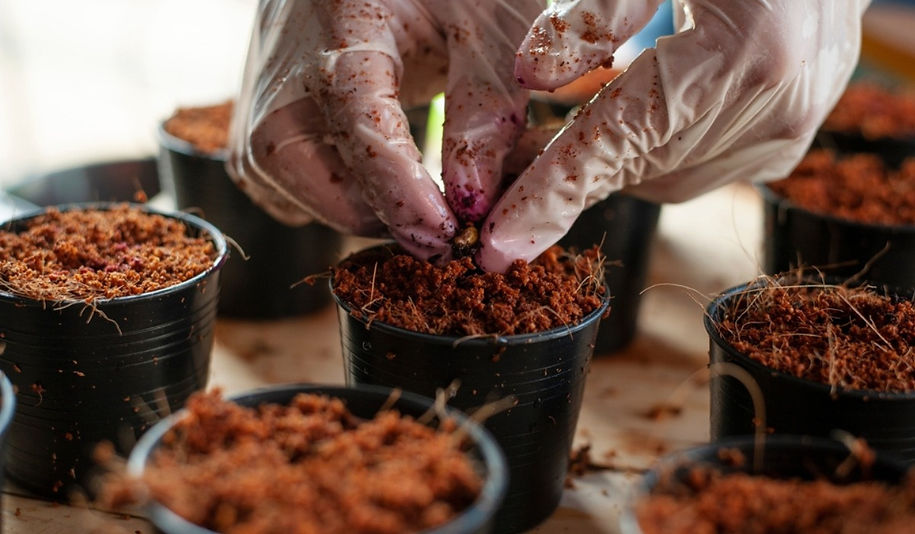 Seedling on Cocopeat