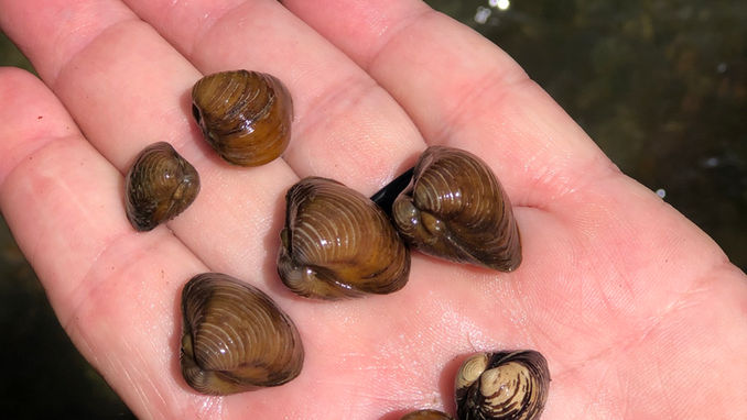 UCRA Staff with mussels pulled from the river