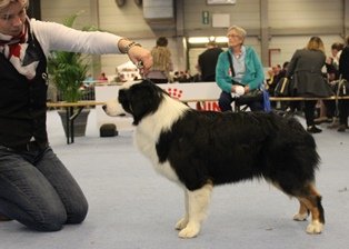 2016-02-22-19-41-45-314x224.bahira gent web (1)