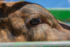 ANIMALSAREUS.jpg