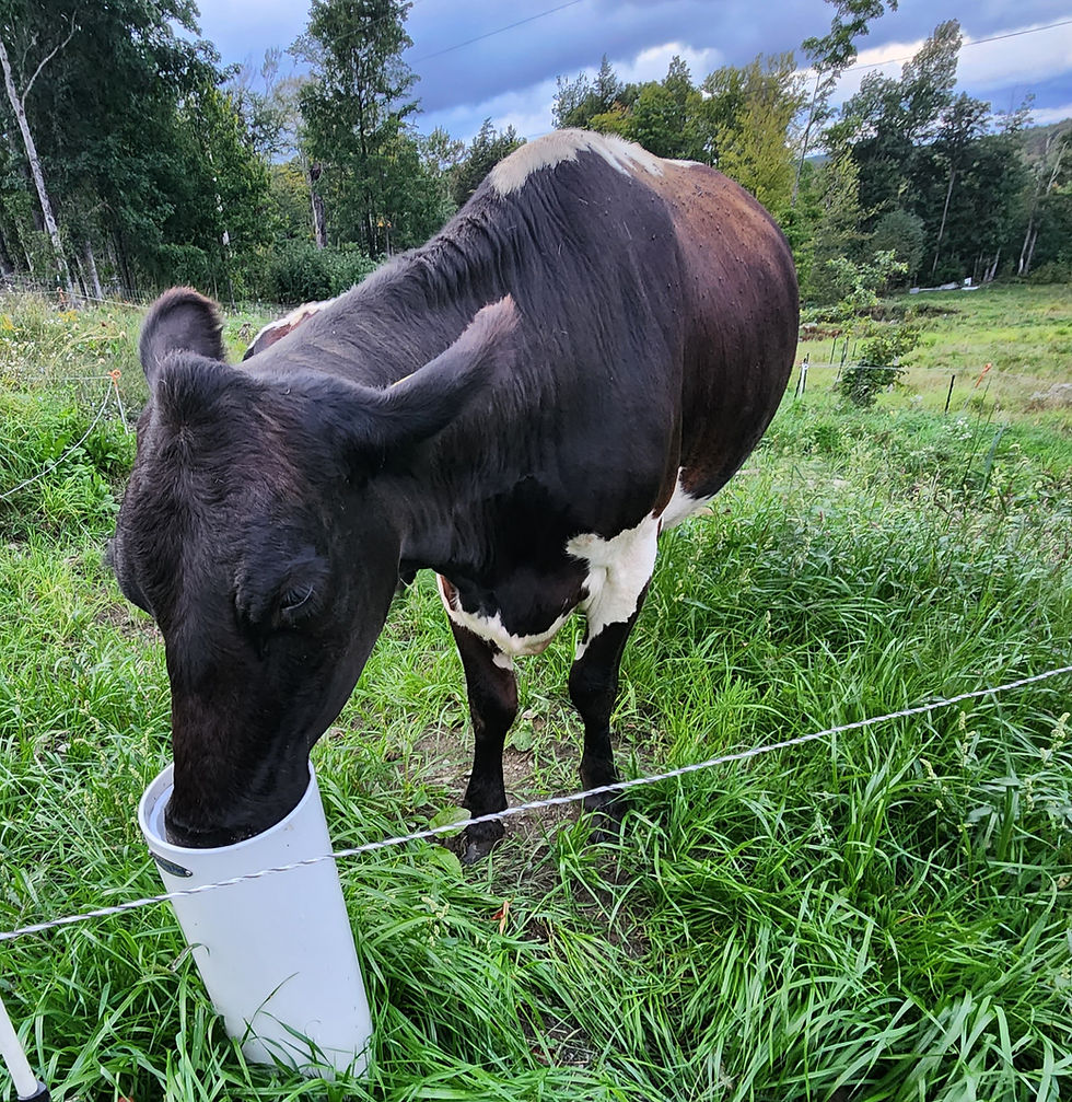 Black cow with green grass 2 Hilary Elmer