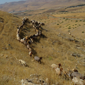 A Night of Solidarity in the Jordan Valley