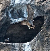 morro_rock_peregrine_falcon_bringing_food.jpg