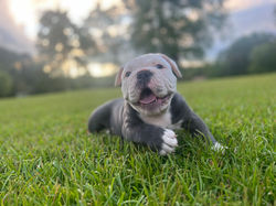 Bulldog Puppy Breeder Near Me