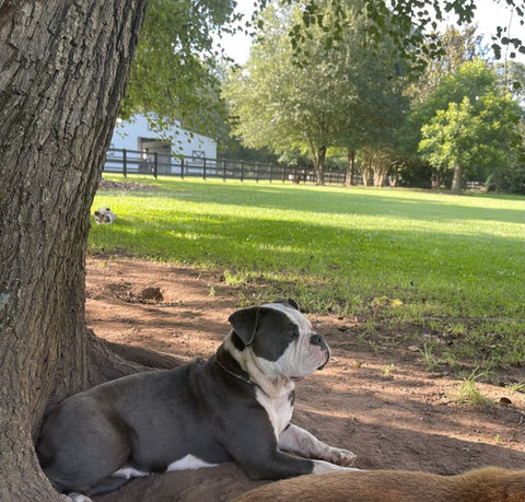 Olde English Bulldog Mako