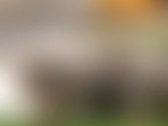 The Fourth Week of Development: Milestones for Puppies