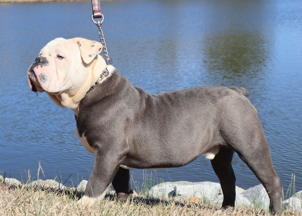 Blue and White Olde English Bulldog