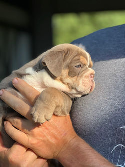 Olde English Bulldogge Puppy Tri Lilac