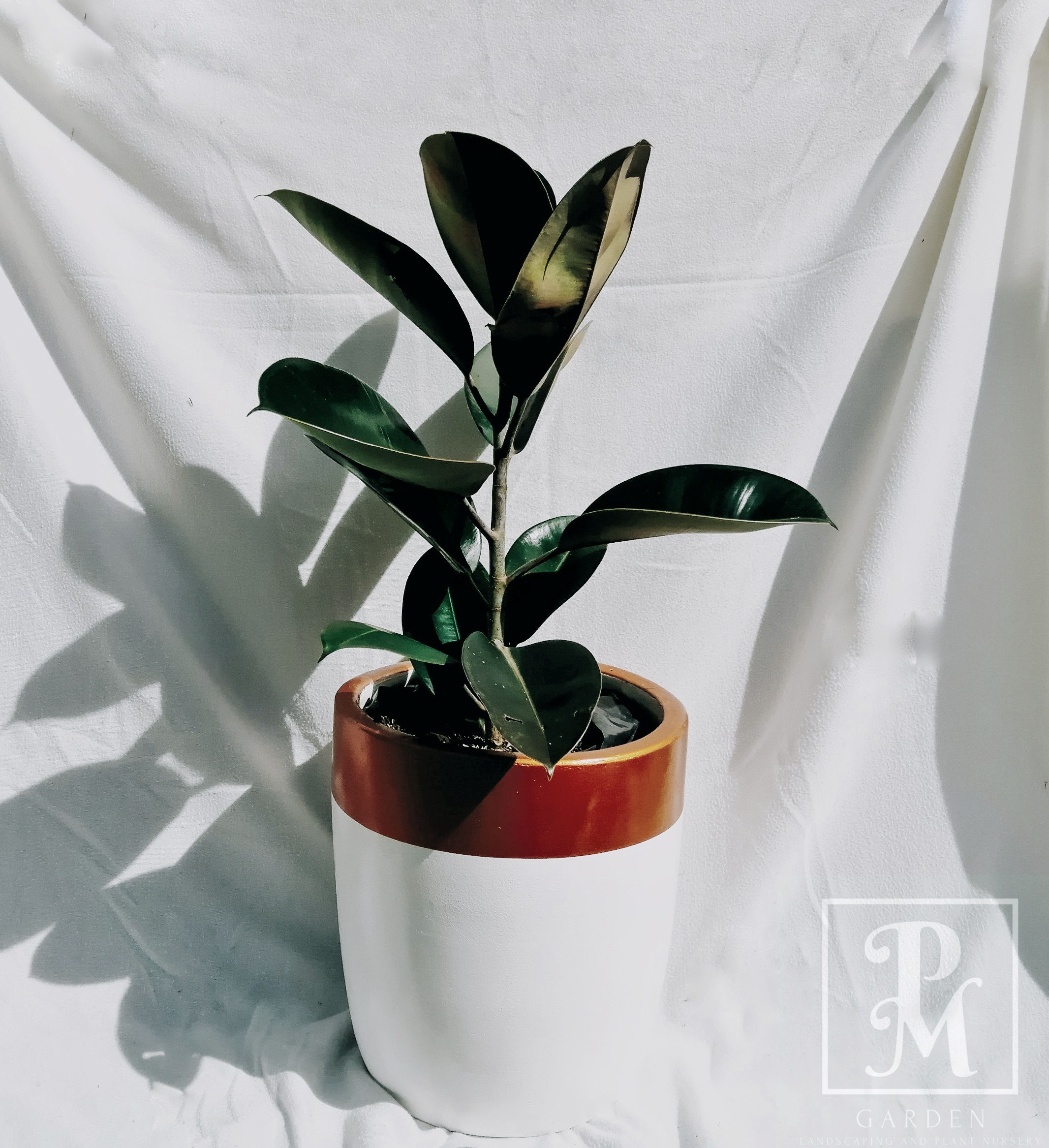 FICUS ELASTICA RUBBER TREE