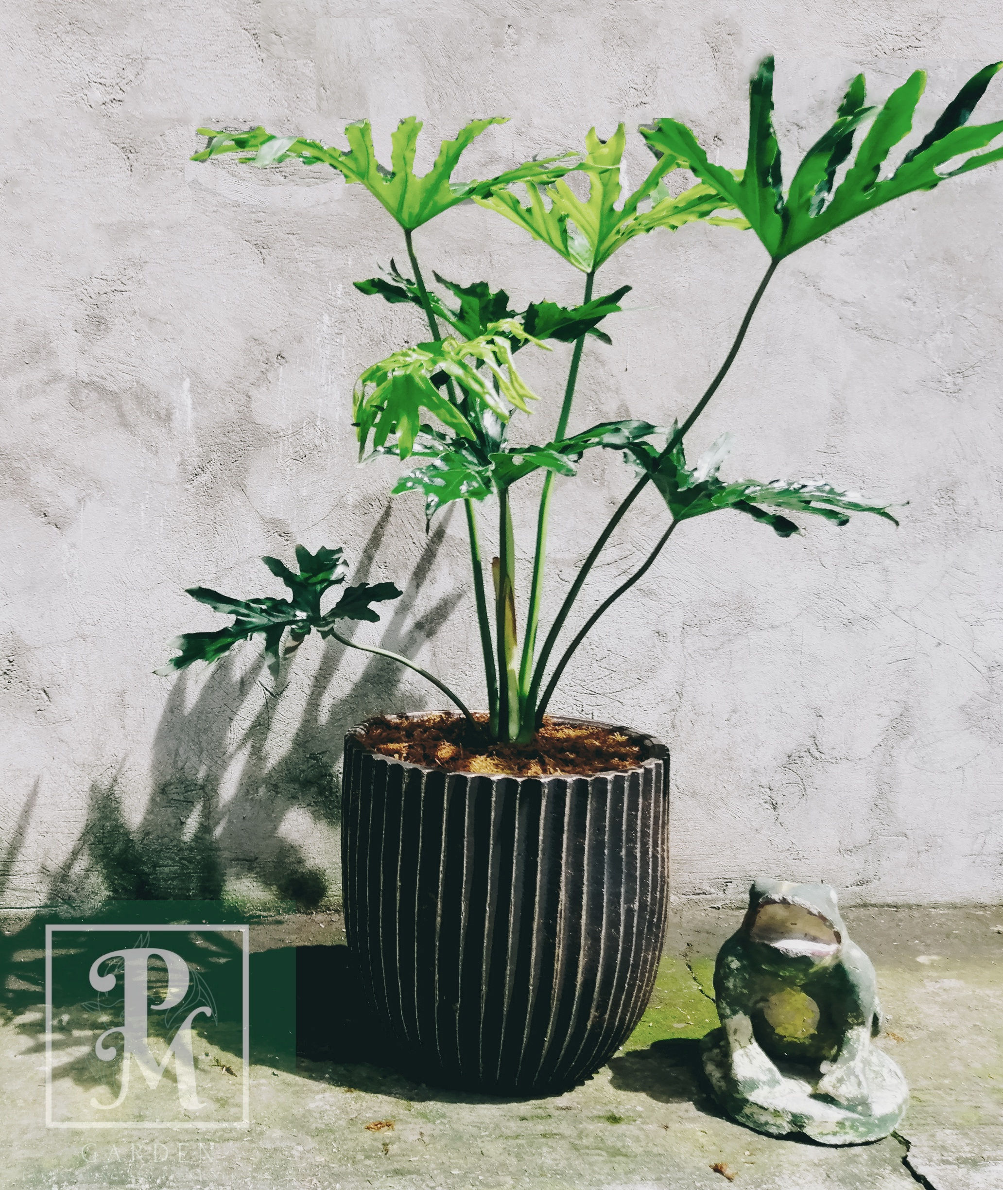 PHILODENDRON SELLOUM